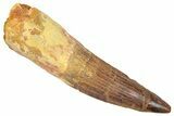 Fossil Spinosaurus Tooth - Real Dinosaur Tooth #382330-1